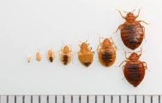 إبادة البراغيث