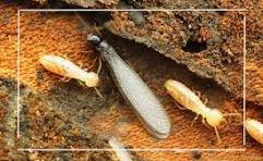 إبادة البراغيث