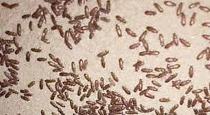 إبادة القراد